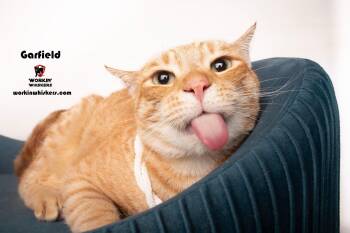 Domestic Short Hair and Tabby Cats Available for Adoption - GARFIELD | PetCurious