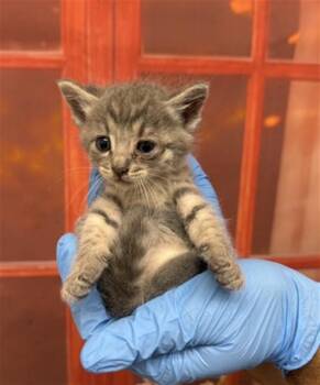 Domestic Short Hair Cats Available for Adoption in San Bernardino, California - SAUL | PetCurious
