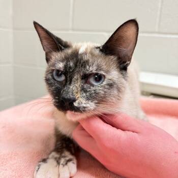 Rescue Siamese Cats for Adoption in Bristol, Indiana - Flamingo | PetCurious