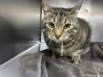 Domestic Short Hair Cats Available for Adoption in Salinas, California - LUEY | PetCurious