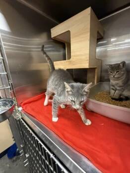 Rescue Domestic Short Hair Cats for Adoption in Clarksville, Tennessee - Timmy Union | PetCurious