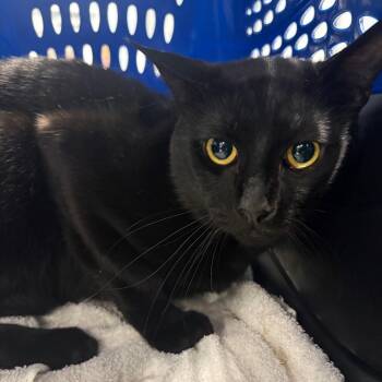 Domestic Short Hair Cats Available for Adoption in Milton, Florida - Cakey | PetCurious