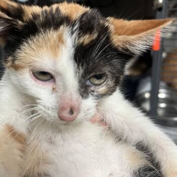 Marika -  Domestic Short Hair Cat for Adoption in Birmingham, Alabama - Marika | PetCurious