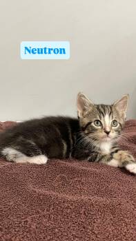 Neutron -  Domestic Short Hair Cat for Adoption in Crown Point, Indiana - Neutron | PetCurious