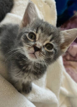 Rescue Domestic Medium Hair Cats for Adoption in Homer Glen, Illinois - Tabitha | PetCurious