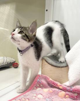 Donatello - Riley Fuzzel Petsmart -  Domestic Short Hair Cat for Adoption in Spring, Texas - Donatello - Riley Fuzzel Petsmart | PetCurious