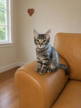 Aurora -  Domestic Short Hair Cat for Adoption in Rio Linda, California - Aurora | PetCurious