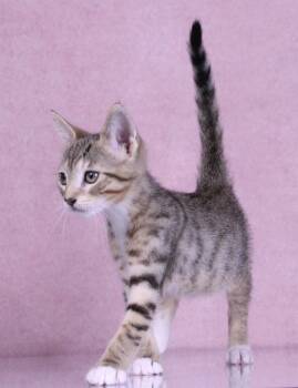 Griffin -  Domestic Short Hair and Tabby Cat for Adoption in Tuscaloosa, Alabama - Griffin | PetCurious
