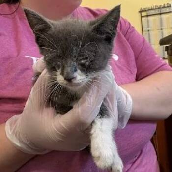 Nibblet -  Domestic Short Hair Cat for Adoption in Lynchburg, Virginia - Nibblet | PetCurious