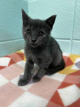 Domestic Short Hair Cats Available for Adoption in Spruce Pine, North Carolina - Gas Station Hotdog | PetCurious
