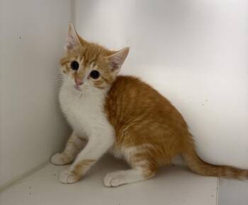 Otis -  Domestic Short Hair Cat for Adoption in Rochester, Indiana - Otis | PetCurious