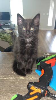 Domestic Long Hair Cats Available for Adoption in Mustang, Oklahoma - Odesa | PetCurious