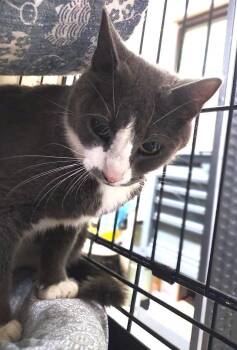 Domestic Short Hair Cats Available for Adoption in Albemarle, North Carolina - Sassy | PetCurious