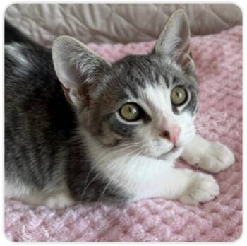 Clock -  Domestic Short Hair Cat for Adoption in Healdsburg, California - Clock | PetCurious