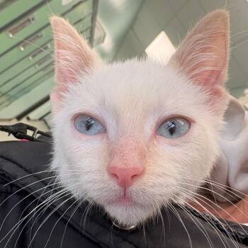 Domestic Short Hair Cats Available for Adoption in Clavet, Saskatchewan - Mouse | PetCurious