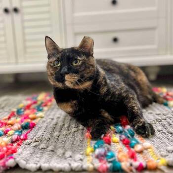 Domestic Short Hair Cats Available for Adoption in Raleigh, North Carolina - Mookie | PetCurious