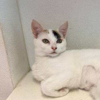 Petunia -  Domestic Short Hair Cat for Adoption in Honolulu, Hawaii - Petunia | PetCurious