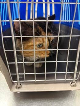 Gloria -  Domestic Short Hair Cat for Adoption in Verona, Wisconsin - Gloria | PetCurious