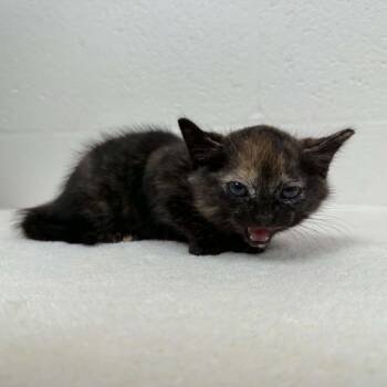 SVAS-Stray-39592 -  Domestic Short Hair Cat for Adoption in Lyndhurst, Virginia - SVAS-Stray-39592 | PetCurious