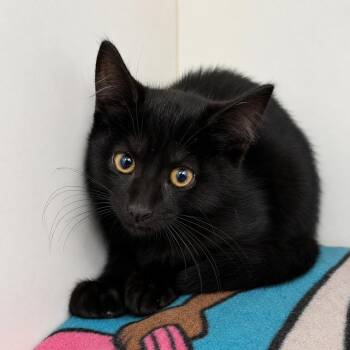 Baron -  Domestic Short Hair Cat for Adoption in Pontiac, Michigan - Baron | PetCurious