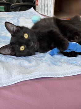 Luis -  Domestic Short Hair Cat for Adoption in Burnaby, British Columbia - Luis | PetCurious