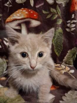 Rescue Domestic Short Hair Cats for Adoption in Hillsboro, Ohio - Red Pine | PetCurious