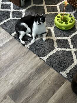 Rescue Domestic Short Hair Cats for Adoption in Glen Raven, North Carolina - OZZY | PetCurious