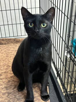 Rescue Domestic Short Hair Cats for Adoption in Margate, Florida - DARAH | PetCurious