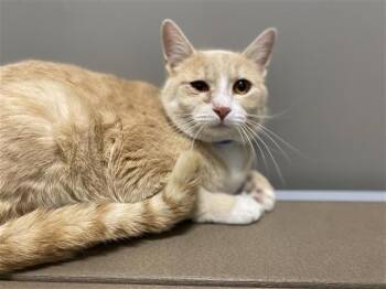 BUTTERS -  Domestic Short Hair Cat for Adoption in Brentwood, Missouri - BUTTERS | PetCurious