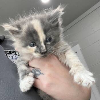 Fiona -  Domestic Medium Hair Cat for Adoption in Richmond Hill, Georgia - Fiona | PetCurious
