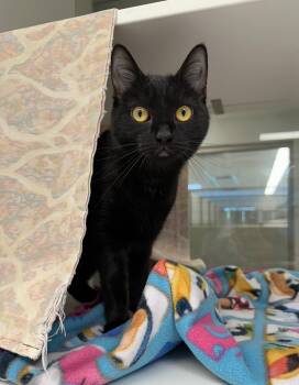 Bulma (ID 52623) -  Domestic Short Hair Cat for Adoption in Manassas, Virginia - Bulma (ID 52623) | PetCurious