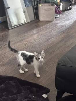 Ruthie -  Domestic Short Hair Cat for Adoption in Wyoming, Michigan - Ruthie | PetCurious