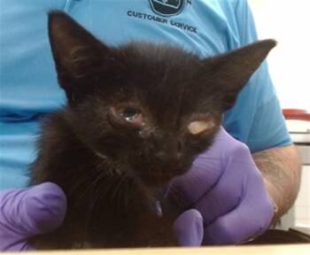 COCO -  Domestic Short Hair Cat for Adoption in Doral, Florida - COCO | PetCurious