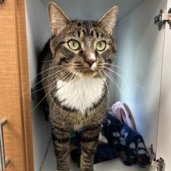 Raymond -  Domestic Short Hair Cat for Adoption in Downers Grove, Illinois - Raymond | PetCurious