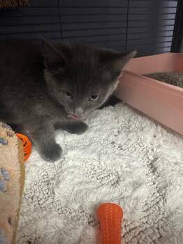 Russian Blue Cats Available for Adoption in Belton, Missouri - Mary | PetCurious