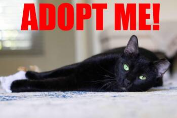 ONYX -  Domestic Short Hair Cat for Adoption in Jacksonville, Florida - ONYX | PetCurious