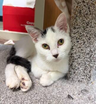 Dottie -  Domestic Short Hair Cat for Adoption in Rock Springs, Wyoming - Dottie | PetCurious