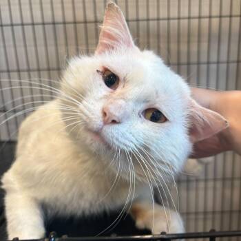 Domestic Short Hair Cats Available for Adoption in Louisville, Kentucky - Dumpster Dan | PetCurious