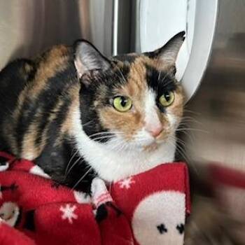 Lunchbox -  Domestic Short Hair Cat for Adoption in Knoxville, Tennessee - Lunchbox | PetCurious