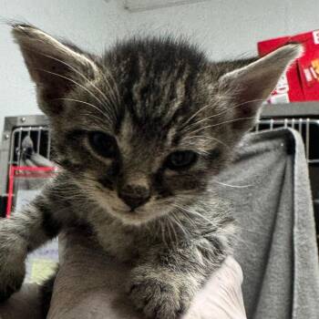 Dash -  Domestic Short Hair Cat for Adoption in Taos, New Mexico - Dash | PetCurious