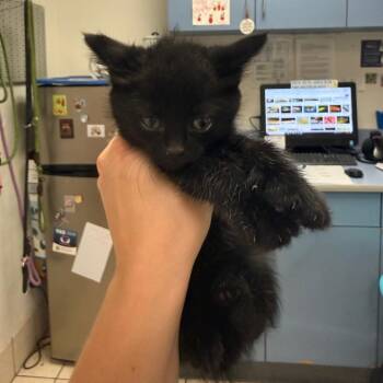 Calliope -  Domestic Short Hair Cat for Adoption in Charleston, West Virginia - Calliope | PetCurious