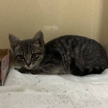 Rescue American Shorthair Cats for Adoption in Blue Ridge, Georgia - Opal | PetCurious