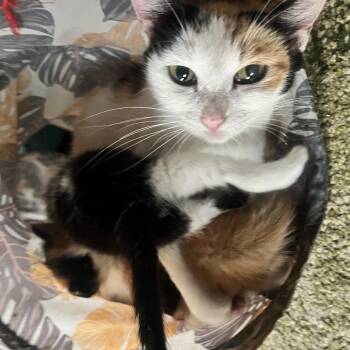 Domestic Short Hair Cats Available for Adoption in Volcano, Hawaii - Mama Dee | PetCurious