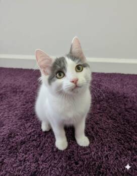 Domestic Long Hair Cats Available for Adoption in Saginaw, Michigan - Bristol | PetCurious