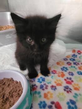 Nash -  Domestic Long Hair Cat for Adoption in Linton, Indiana - Nash | PetCurious