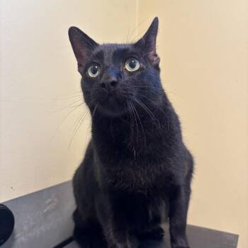 Domestic Short Hair Cats Available for Adoption - Chester | PetCurious