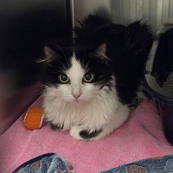 Angel -  Domestic Short Hair Cat for Adoption in Oak Brook, Illinois - Angel | PetCurious