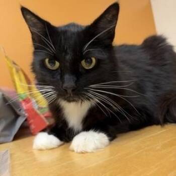 Tuxedo -  Domestic Short Hair Cat for Adoption in Bellingham, Washington - Tuxedo | PetCurious