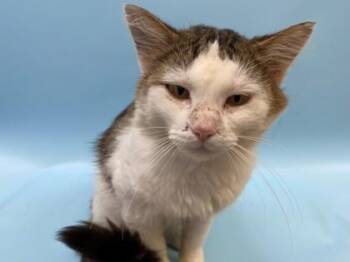 Spam -  Domestic Short Hair Cat for Adoption in Woodbury, Minnesota - Spam | PetCurious