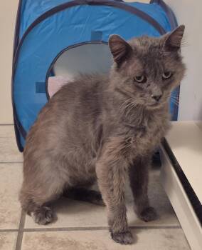 Sammy -  Domestic Short Hair Cat for Adoption in Burnaby, British Columbia - Sammy | PetCurious